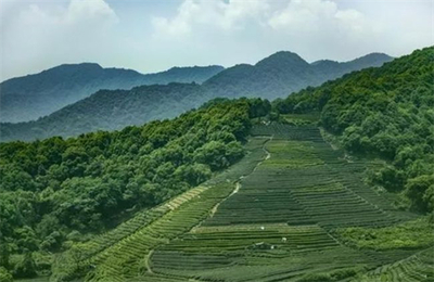 湖北茶要研發(fā)確立主打品牌