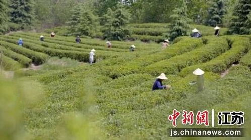 南京浦口區(qū)橋林街道春茶上市 邀約市民共尋春味